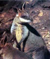 swamp wallaby